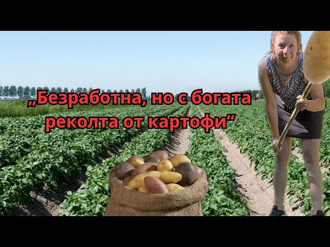 Видео: Ютубърка на село, НЕ всичко е цветя и рози, има и картофи.🥔🌾🌱