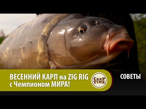 Видео: ВЕСЕННИЙ КАРП на ZIG RIG  с Чемпионом МИРА! СОВЕТЫ