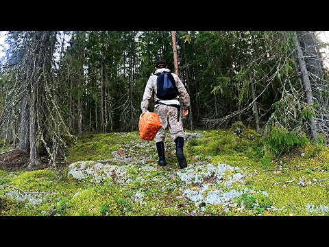 Видео: Грибник нашел нетронутый лес и обалдел! Здесь не ступала нога человека! Тихая охота ягоды грибы 2024