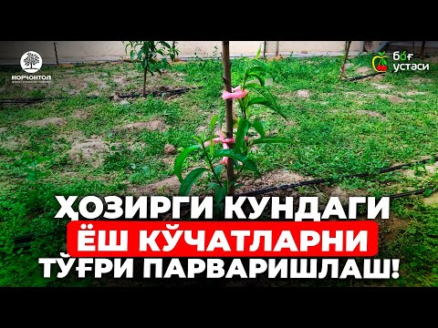 Видео: ЁШ КЎЧАТЛАРНИ ТЎҒРИ ПАРВАРИШЛАШ! | ШУҲРАТ АБРОРОВ  #shuhratabrorov #uzumchilik #gilos #shaftoli