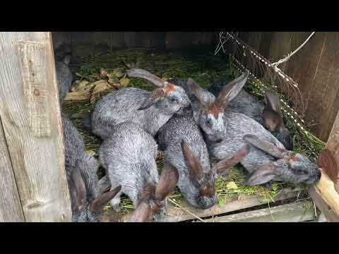 Видео: Для чого ми кролям даємо Кроноцид.