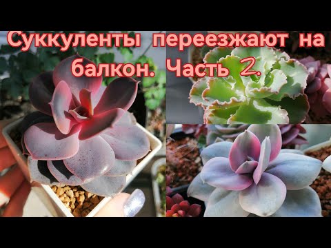 Видео: Суккуленты переезжают на балкон🎉🌞. 2 часть😁❤️💚Апрель. 2024.