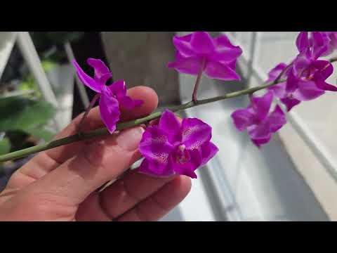 Видео: ФАЛЕНОПСИСЫ и другие новости.