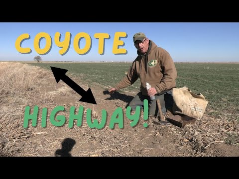 Видео: Отлов на краю высокой травы #отлов #койот #хищник #лиса #рысь