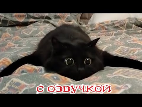 Видео: Приколы с котами! С ОЗВУЧКОЙ! Смешные коты и собаки!! Смешные животные!!!