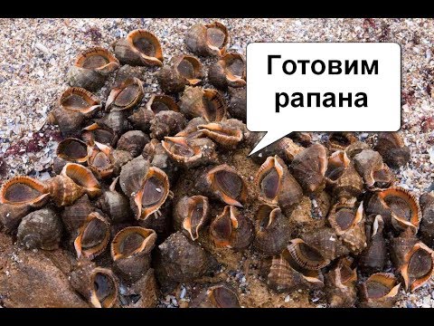 Видео: Рапаны. Как готовить, чистить.