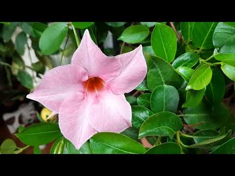 Видео: Дипладения (мандевилла) - условия содержания. Созревают семена.