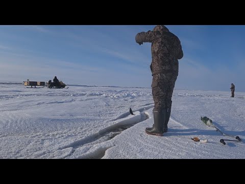 Видео: РЫБАЛКА НА РЫБИНСКОМ ВОДОХРАНИЛИЩЕ. ЛОВИМ НАЛИМА ЗИМОЙ