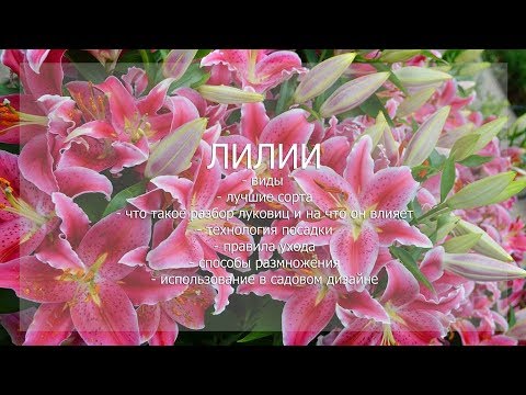 Видео: Вебинар "Лилии"