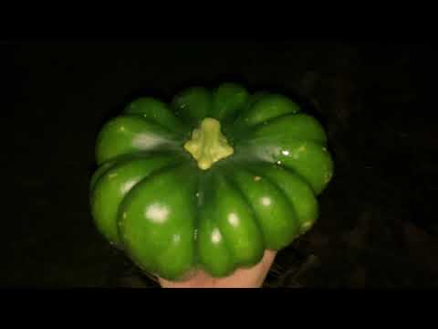 Видео: Сбор урожая тыквы в ночи в конце сентября 2021