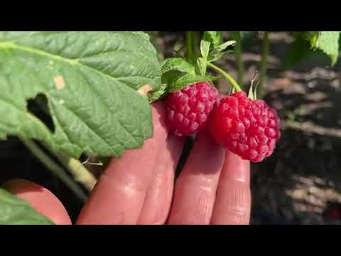 Видео: Про малину Самохвал
