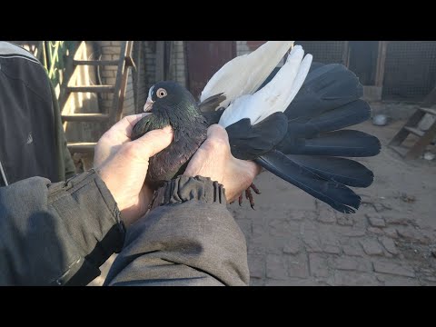 Видео: Курские голуби знакомого моего дедушки 2020