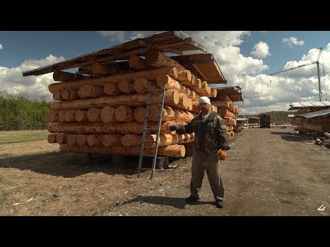 Видео: КАК ЗАЩИТИТЬ КЕДР ОТ СИНЕВЫ ? ПОДРОБНО!