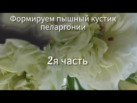 Видео: Пеларгония ,для начинающих .Формируем пышный кустик.#flower #пеларгонии