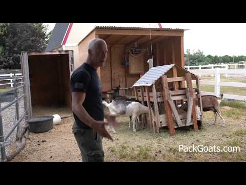 Видео: Как обустроить пастбище для коз