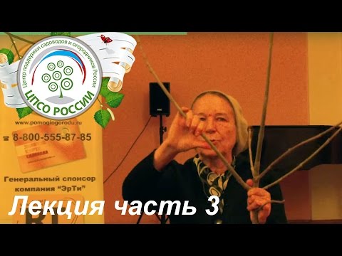 Видео: Обрезка и формирование плодовых деревьев и кустарников. Часть 3.