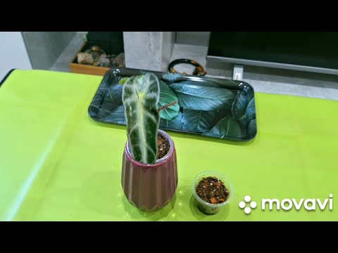 Видео: КОМНАТНЫЕ РАСТЕНИЯ(ЦВЕТЫ).НОВИНОЧКА ИЗ"МАГНИТА" И ПОКУПКА ИЗ "ФИКСА".