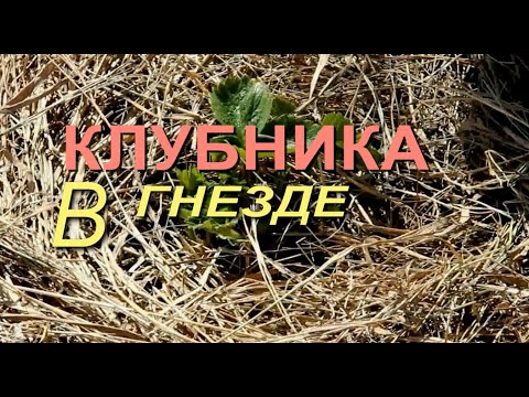 Видео: КЛУБНИКА скажет ВАМ за ЭТО БОЛЬШОЕ СПАСИБО! Советы от ЗЕЛЕНОГО ОГОРОДА!