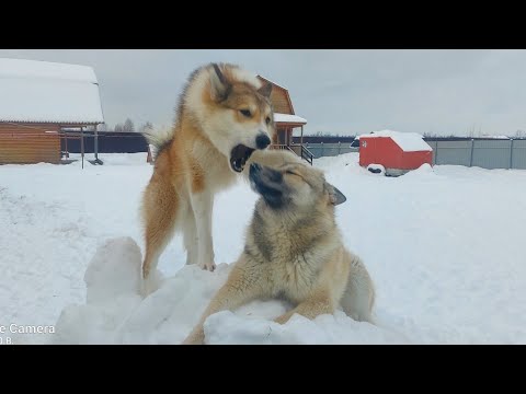 Видео: Лаек  клинит перед завтраком