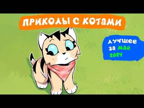 Видео: Приколы с котами. ЛУЧШЕЕ ЗА МАЙ 2024 | Мемозг