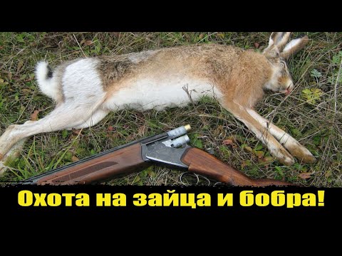 Видео: Охота на зайца и на бобра с ружьем, с подхода весной, как охотится на бобра ? Бобровая запруда!