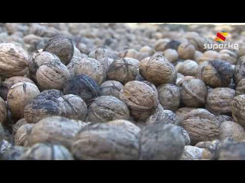 Видео: Элди баккан Кызыл-Үңкүр жаңгак токою