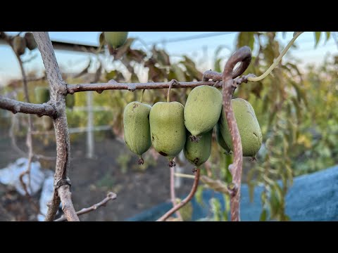 Видео: Актинідія Оригінальна