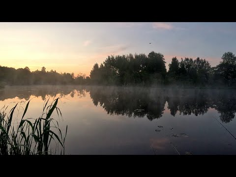 Видео: Ловля линя на удочку ранним утром. Рыбалка в Латгалии.