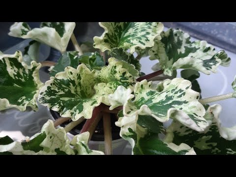 Видео: Отцвела фиалка. Что дальше?