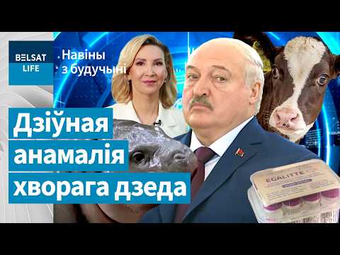 Видео: Двухголовая корова в Минске: что это? Лукашенко потерял здоровье после Москвы / Новости из будущего