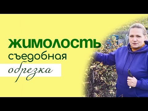 Видео: Обрезка ЖИМОЛОСТИ съедобной