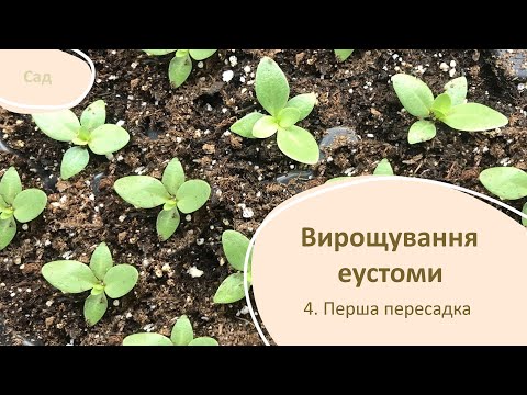 Видео: Вирощування еустом. 4.Перша пересадка