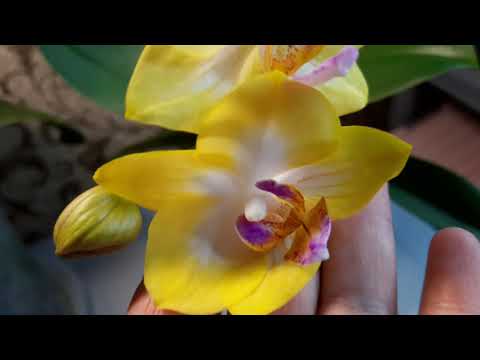 Видео: Орхидеи.  Что нового? Сладкая Девочка, Претти Романс, Элегантный бриллиант мечты.