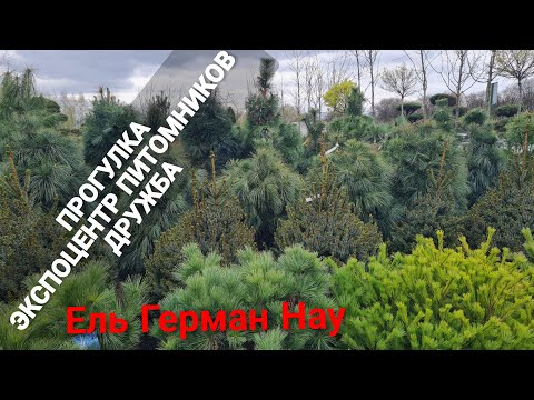 Видео: Ель Герман Нау. Прогулка по питомникам растений в Дружбе.