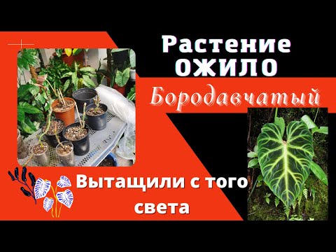Видео: 😱ИХ ВЫКИНУЛИ!!! Срочная реанимация Редкого Филодендрона