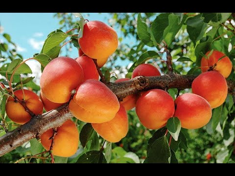 Видео: Царское варенье из абрикосов с апельсинами и лимонами, без варки!