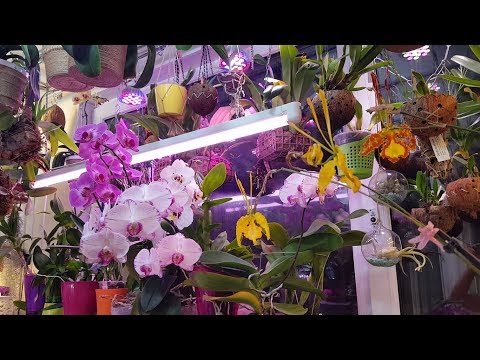 Видео: Все цветет!  ..а я в печали!