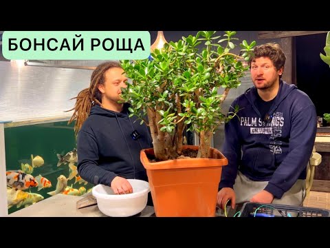 Видео: ФОРМИРОВКА КРАССУЛЫ В БОНСАЙ СТИЛЕ РОЩА // БОЛТАЕМ О РАЗНОМ // ДЕНЕЖНОЕ ДЕРЕВО ОБРЕЗКА
