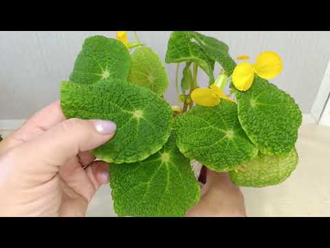 Видео: Бегонии природники цветут.,🌾