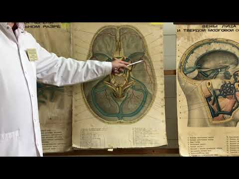 Видео: Полость черепа