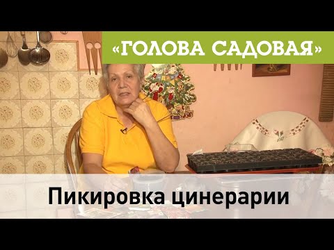 Видео: Голова садовая - Пикировка цинерарии