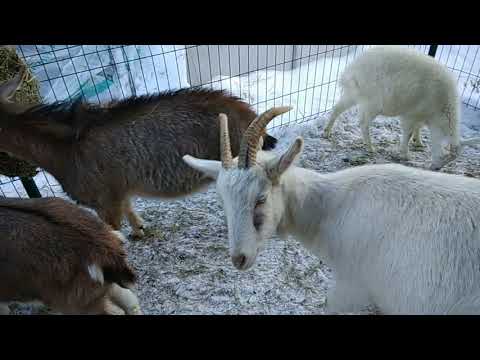 Видео: Адаптация новых коз в хозяйстве