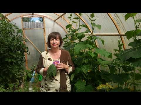 Видео: Почему вянут листья у огурцов?Фузариозное увядание огурцов, ВИЛТ .