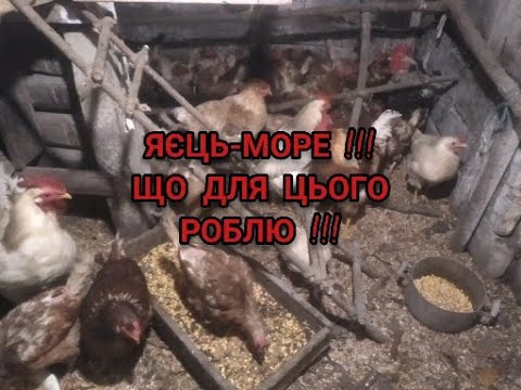 Видео: БАГАТО ЯЄЦЬ НАВІТЬ ВЗИМКУ-ЩО РОБИТИ ТА,ЯК ГОДУВАТИ !!?