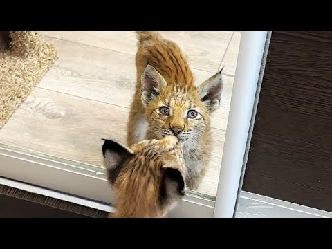 Видео: У малышки - рыси ТЕПЕРЬ ЕСТЬ ИМЯ! Когда ехала в клинику-решила, что ей туда не надо и поцарапалась))