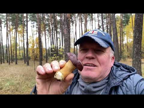 Видео: В сосновый лес по 🍄‍🟫 грибы! Долго не мог выйти,он меня не отпускает! Их невозможно удержать в руках