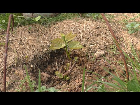 Видео: Виноград на второй год Особенности ухода и нормировки у двухлетних саженцев