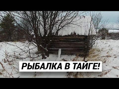 Видео: ПРОСНУЛИСЬ НА БЕРЕГУ ТАЁЖНОГО ОЗЕРА, ВЫШЛИ С ИЗБЫ, А ТАМ!.(часть 2) #таёжныйпромысел #рыбалка #тайга