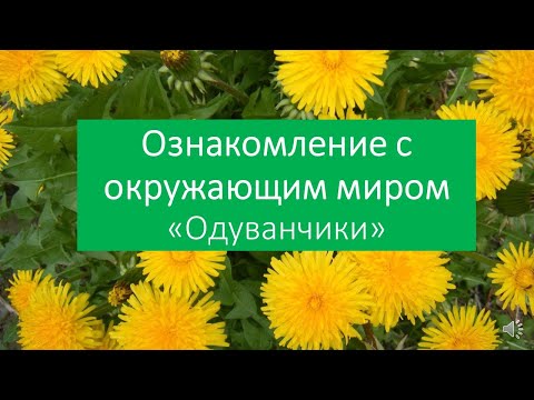 Видео: Окружающий мир "Одуванчики"