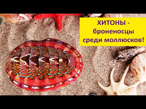 Видео: Хитоны: железные зубы, каменные глаза! Наталья Носова